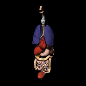 human internal organs_max5