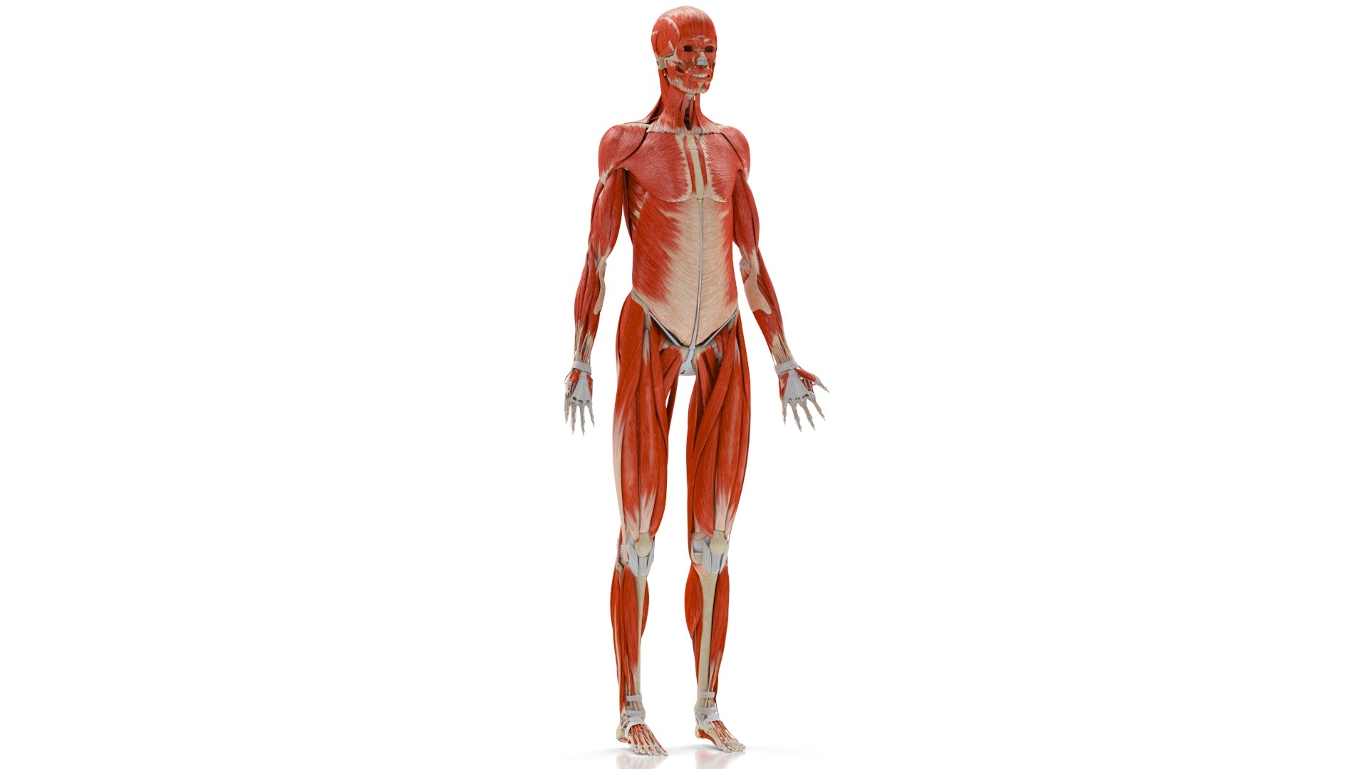 3D Human Musculoskeletal System model - TurboSquid 1848273