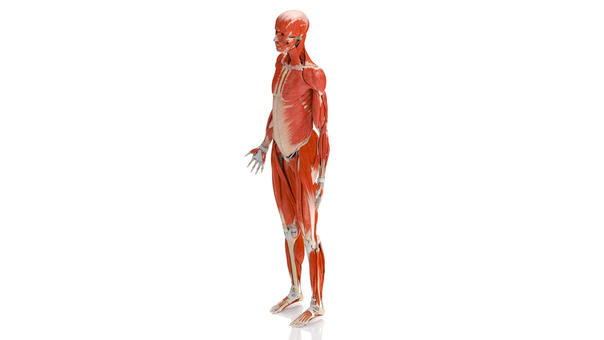 3D Human Musculoskeletal System model - TurboSquid 1848273