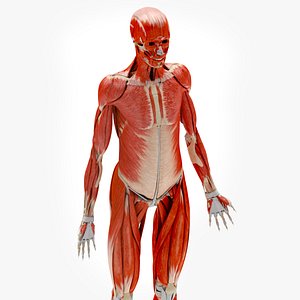 3D Human Musculoskeletal System model
