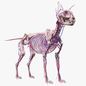 Cat Skeleton Circulatory System Anatomy