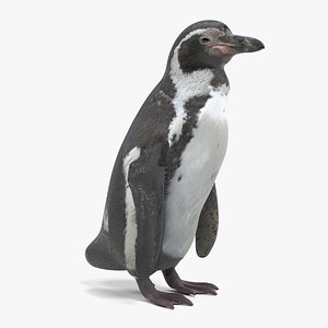 humboldt penguin model