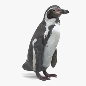 Humboldt Penguin