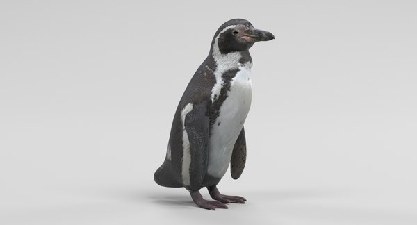 【ペンギンぷりん】 お尻フリフリ フンボルトペンギン ジェンツーペンギン 福山市立