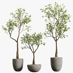 AV HousePlants Japandi Decorative Minimalism Ficus Dracaena Marginata29 model