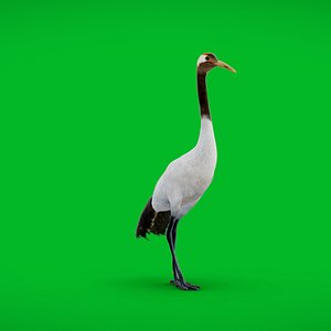 3D Red Crowned Crane Bird