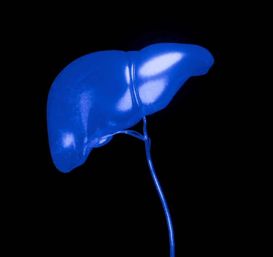 3D Organ with Cancer https://p.turbosquid.com/ts-thumb/Nv/xzPm2l/1T/013/jpg/1773569977/1920x1080/fit_q87/e76617cd72918dc54968a252216c21ea2fdfcf04/013.jpg
