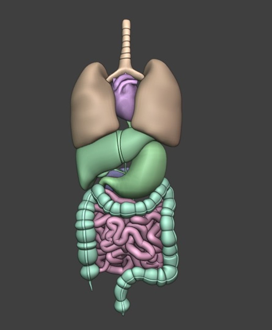 3D Organ with Cancer https://p.turbosquid.com/ts-thumb/Nv/xzPm2l/R3/004/jpg/1773569972/1920x1080/fit_q87/9ca480b2ba61263fb81daabe3bf1288bb6aae92d/004.jpg