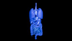 Organ with Cancer