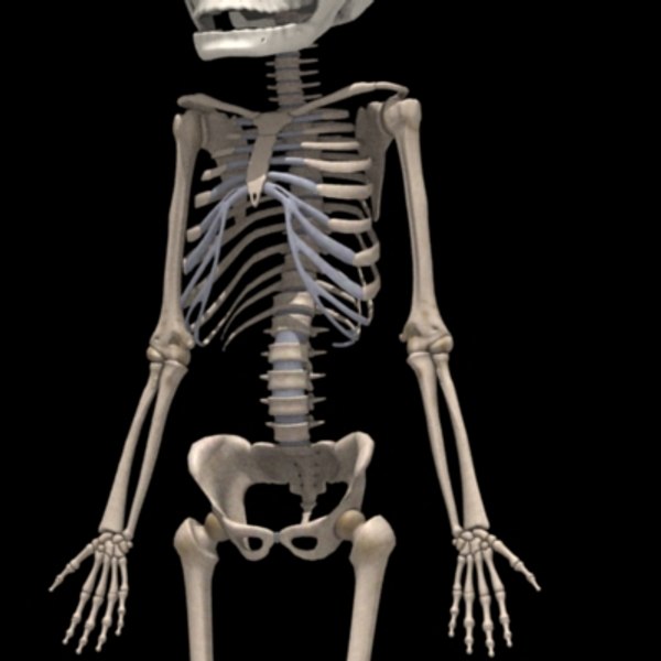 fetus adult skeleton 3d model