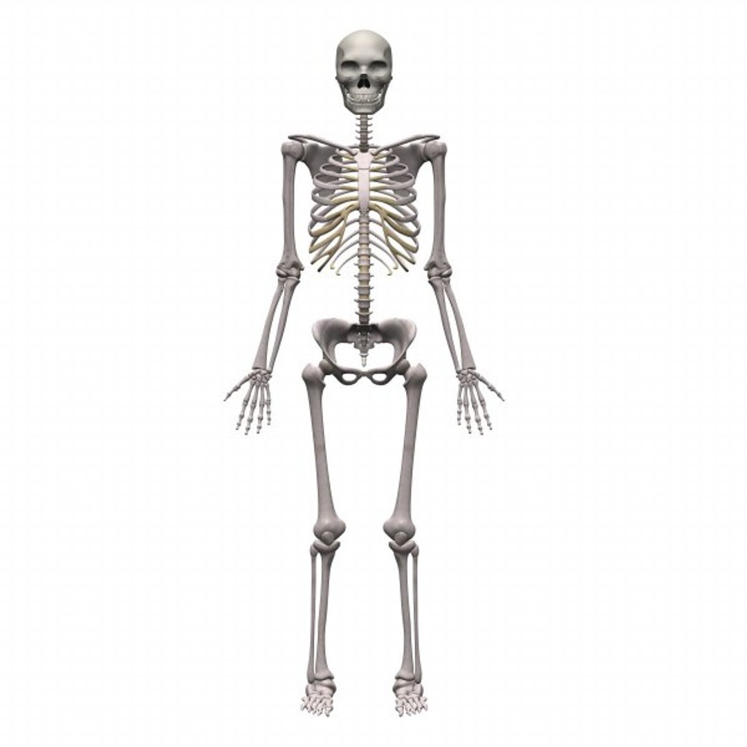 fetus adult skeleton 3d model