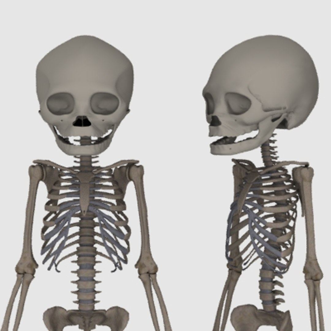 fetus adult skeleton 3d model