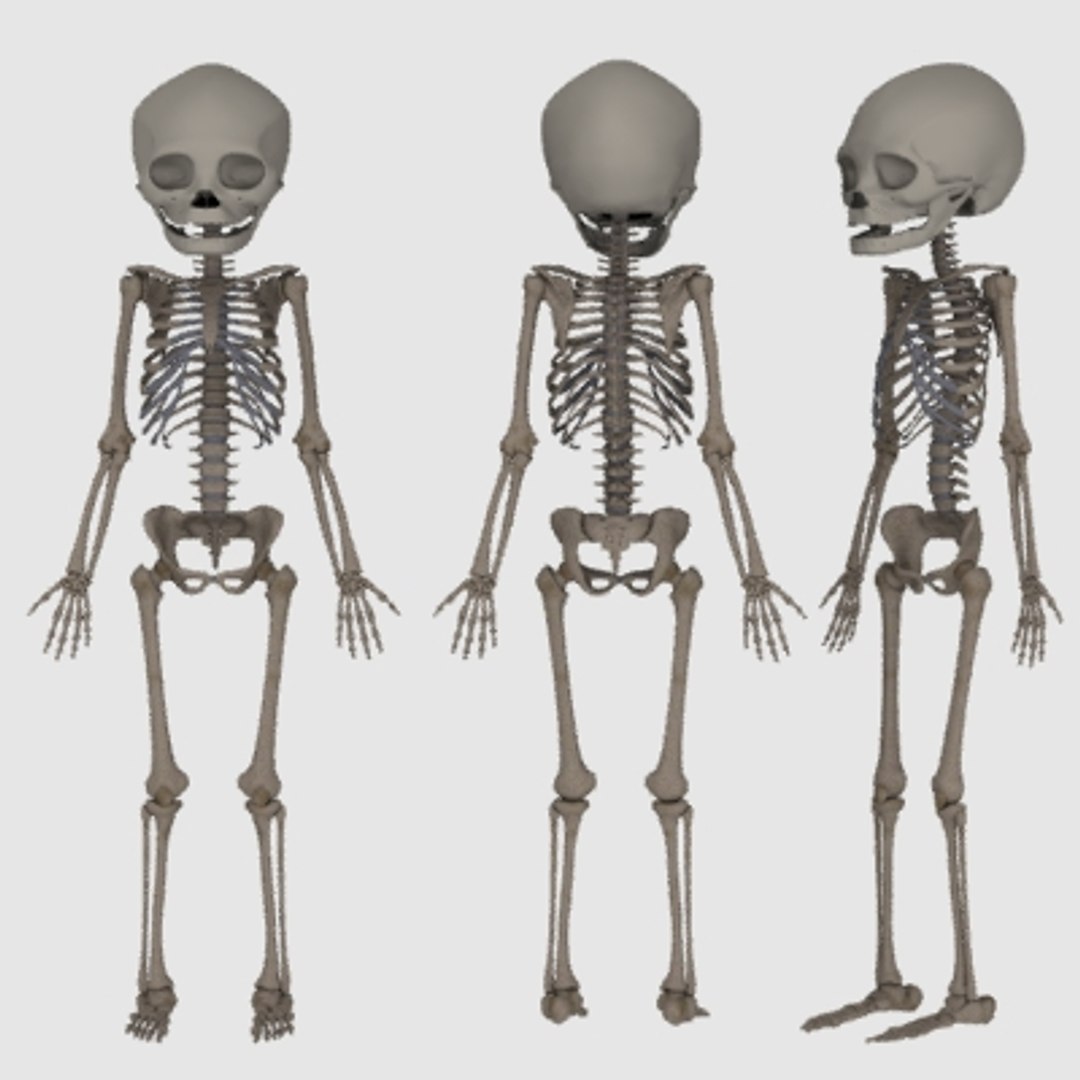 fetus adult skeleton 3d model