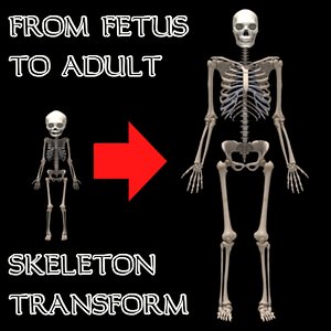 fetus adult skeleton 3d model
