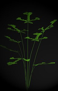 Pteris Fern.obj
