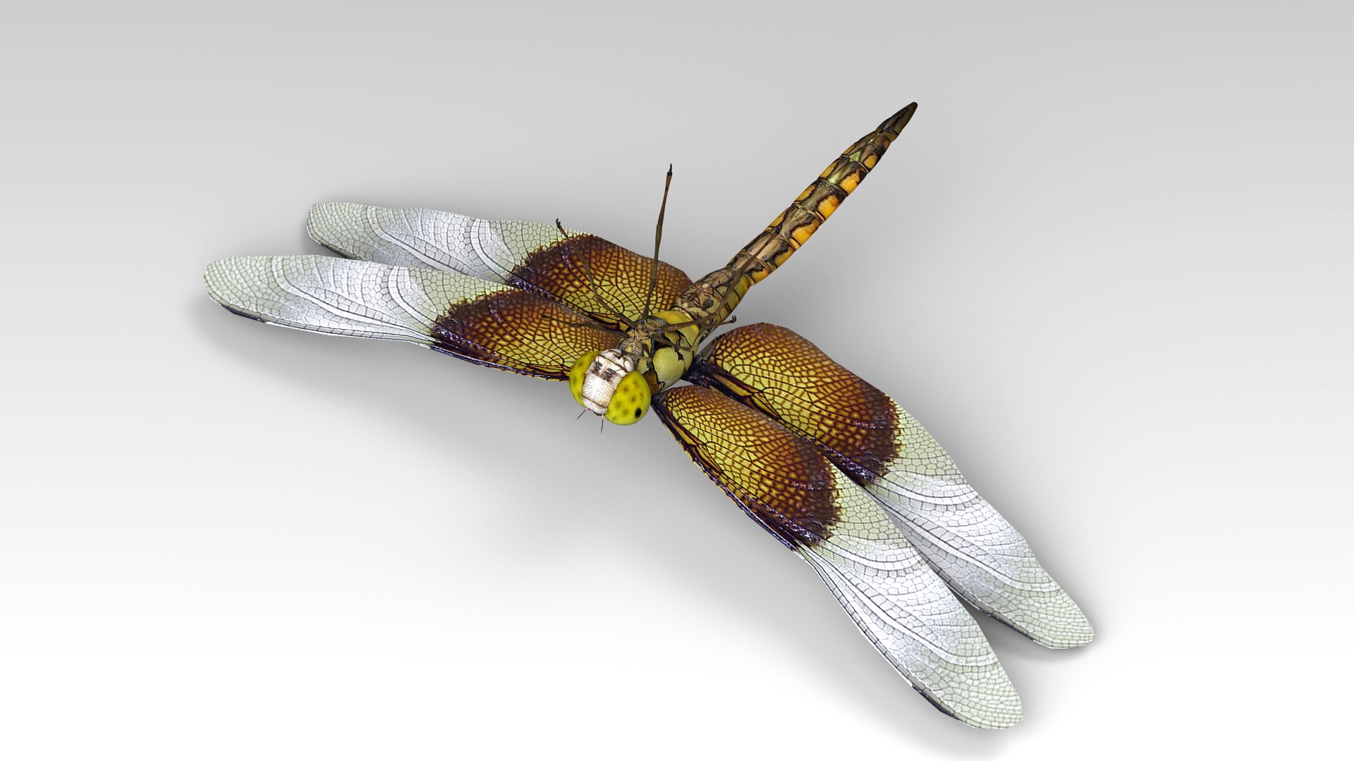 3d dragonfly cheetah3d model https://p.turbosquid.com/ts-thumb/Nw/McDOYJ/2kUZOW5v/dragonfly_6/jpg/1589910903/1920x1080/fit_q87/e9796f3c30a4f0137b64d11b6eeec63eef103ac8/dragonfly_6.jpg