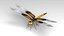 Libellula