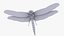 Libellula