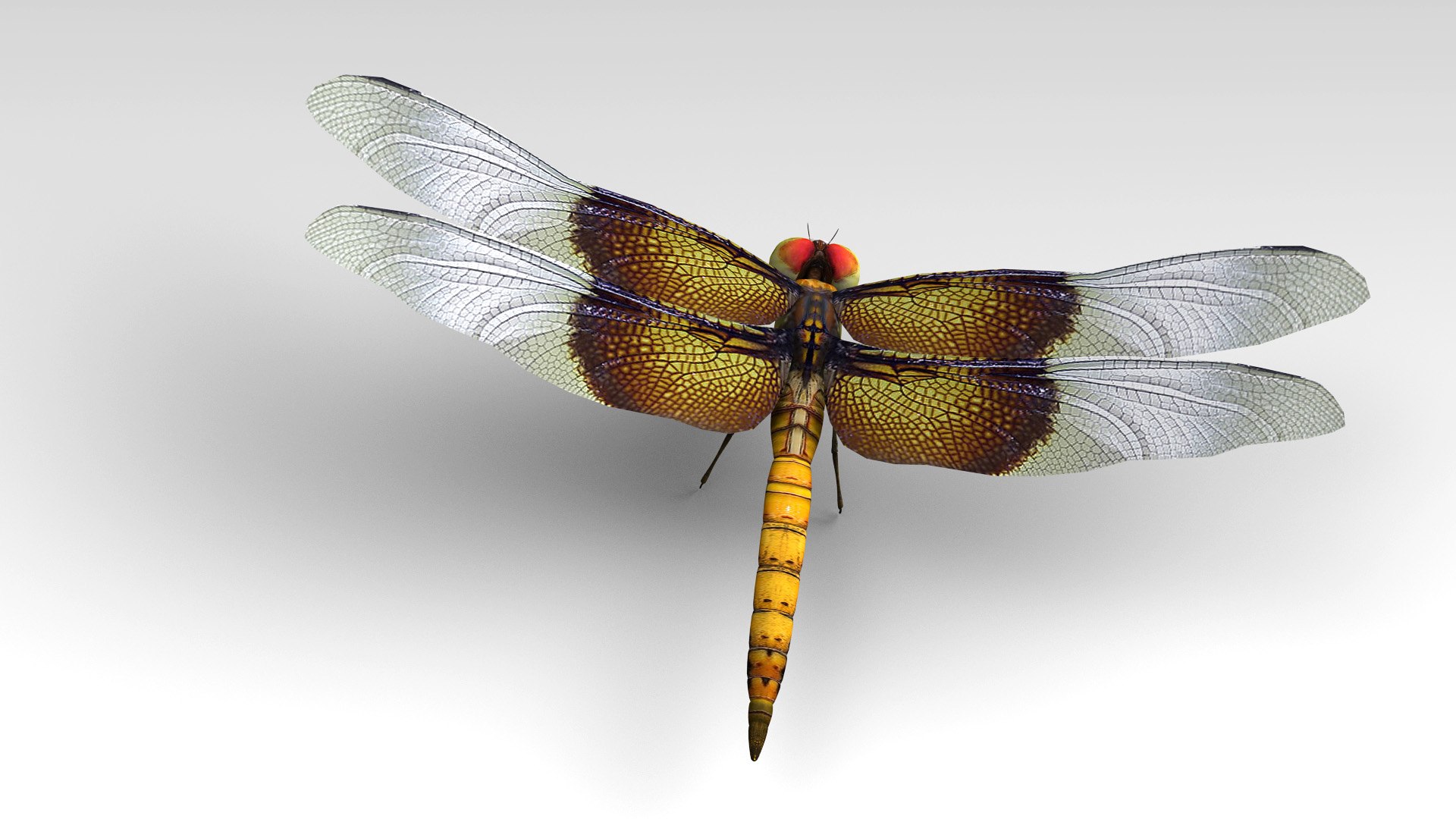 3d dragonfly cheetah3d model https://p.turbosquid.com/ts-thumb/Nw/McDOYJ/B0NFSr1D/dragonfly_5/jpg/1589910903/1920x1080/fit_q87/a5ffd706772183e6317cd09126a84933c5422c9d/dragonfly_5.jpg