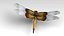Libellula