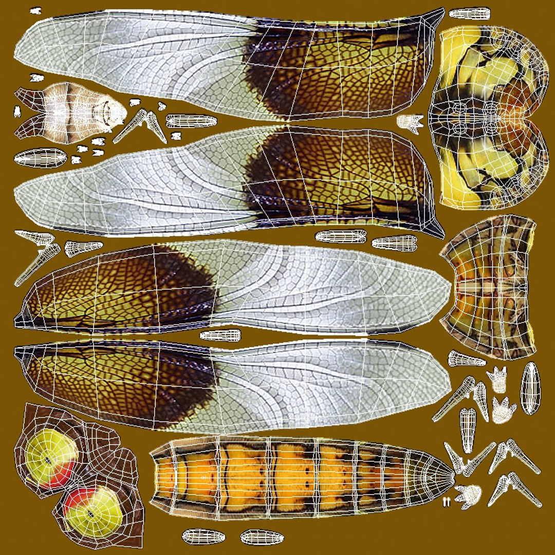 3d dragonfly cheetah3d model https://p.turbosquid.com/ts-thumb/Nw/McDOYJ/NVJoztN9/dragonfly_dragonfly_body_diffuse_uv_cage/jpg/1589910904/1920x1080/fit_q87/75b489373524c2be8e6c9ca6dbfefee30a24ac06/dragonfly_dragonfly_body_diffuse_uv_cage.jpg