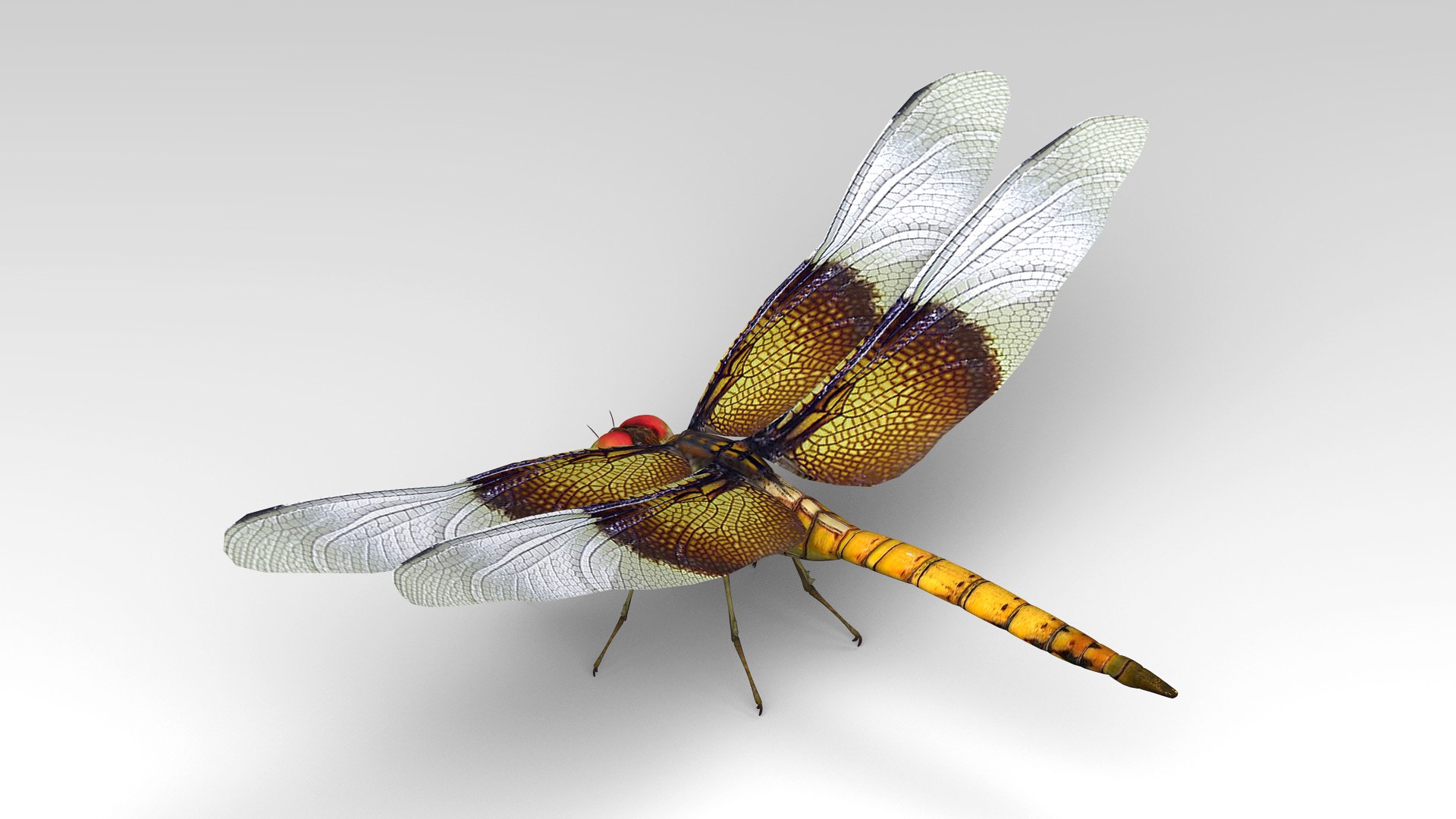3d dragonfly cheetah3d model https://p.turbosquid.com/ts-thumb/Nw/McDOYJ/pEmvhdcu/dragonfly_3/jpg/1589910903/1920x1080/fit_q87/6915751d3da4591e8e36c1ed42c4769e4ecaf80d/dragonfly_3.jpg