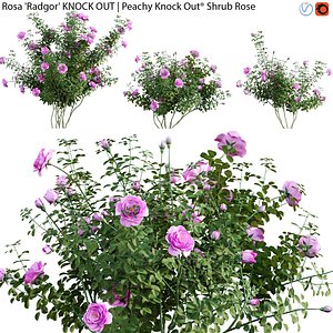 3D Rosa Radgor KNOCK OUT - rose 02 model