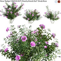 Rosa Radgor KNOCK OUT - rose 02