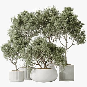 AV Indoor plants set 128 Mission Kalamata Leccino Arbequina Wilsonii Chemlali Olive Set 3D