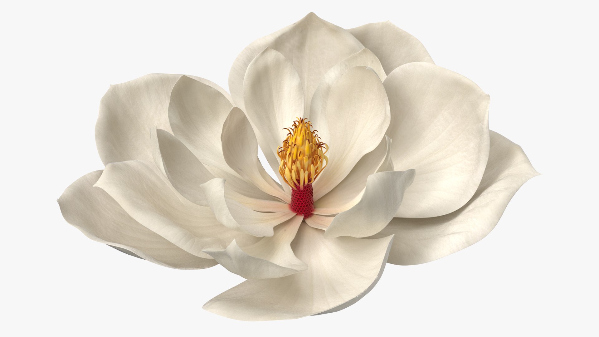 Magnolia Grandiflora Blossom White Fur 3D model preview