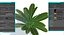 planta pequena de baixo poli