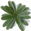 planta pequena de baixo poli
