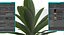 planta pequena de baixo poli
