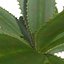 planta pequena de baixo poli