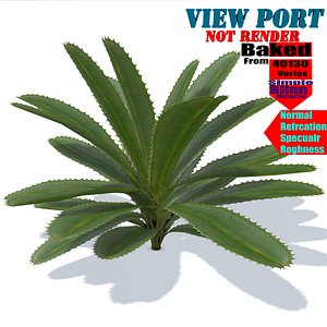 aloe vera plant 3D model