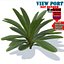 planta pequena de baixo poli