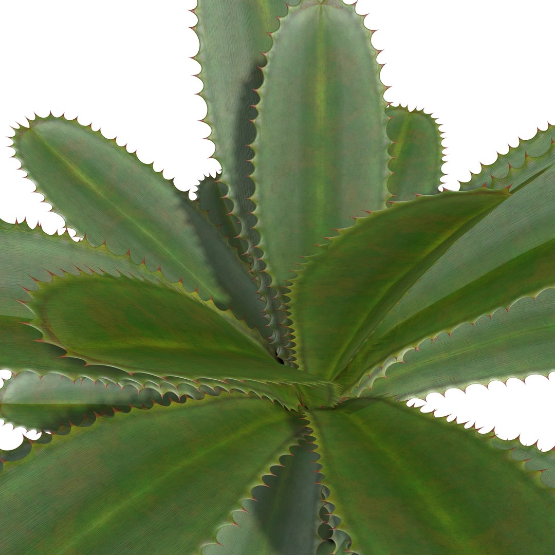 aloe vera plant 3D model https://p.turbosquid.com/ts-thumb/Nw/lGA6A1/OOY7lj0o/3/jpg/1511381398/1920x1080/fit_q87/1fe8a44f72ea9dbdf7b190e937cb0a8de6d8a24e/3.jpg