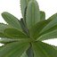 planta pequena de baixo poli