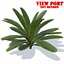 planta pequena de baixo poli