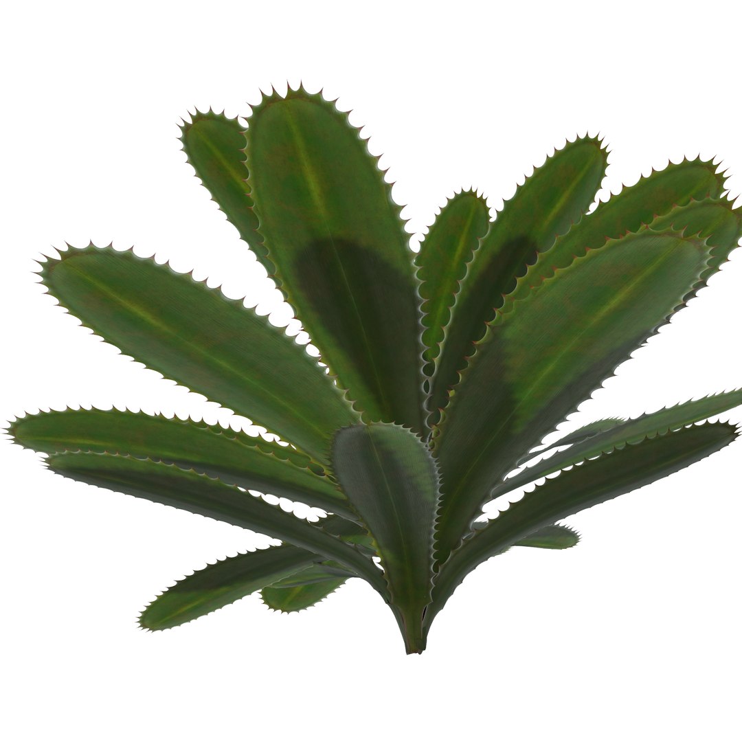 aloe vera plant 3D model https://p.turbosquid.com/ts-thumb/Nw/lGA6A1/hfiXxRjm/1/jpg/1511381398/1920x1080/fit_q87/e06858fab03cccc6b2713e6b2b3b29d0653937fd/1.jpg