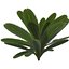 planta pequena de baixo poli