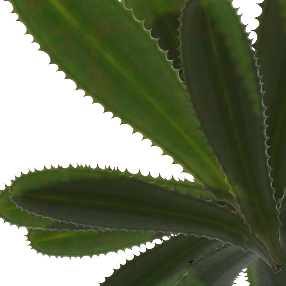 aloe vera plant 3D model https://p.turbosquid.com/ts-thumb/Nw/lGA6A1/hsjzh0SI/2/jpg/1511381398/1920x1080/fit_q87/91bb71121ef306265d9d9d07759ae4267639a488/2.jpg