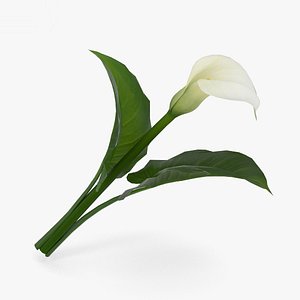 calla lily 3D model