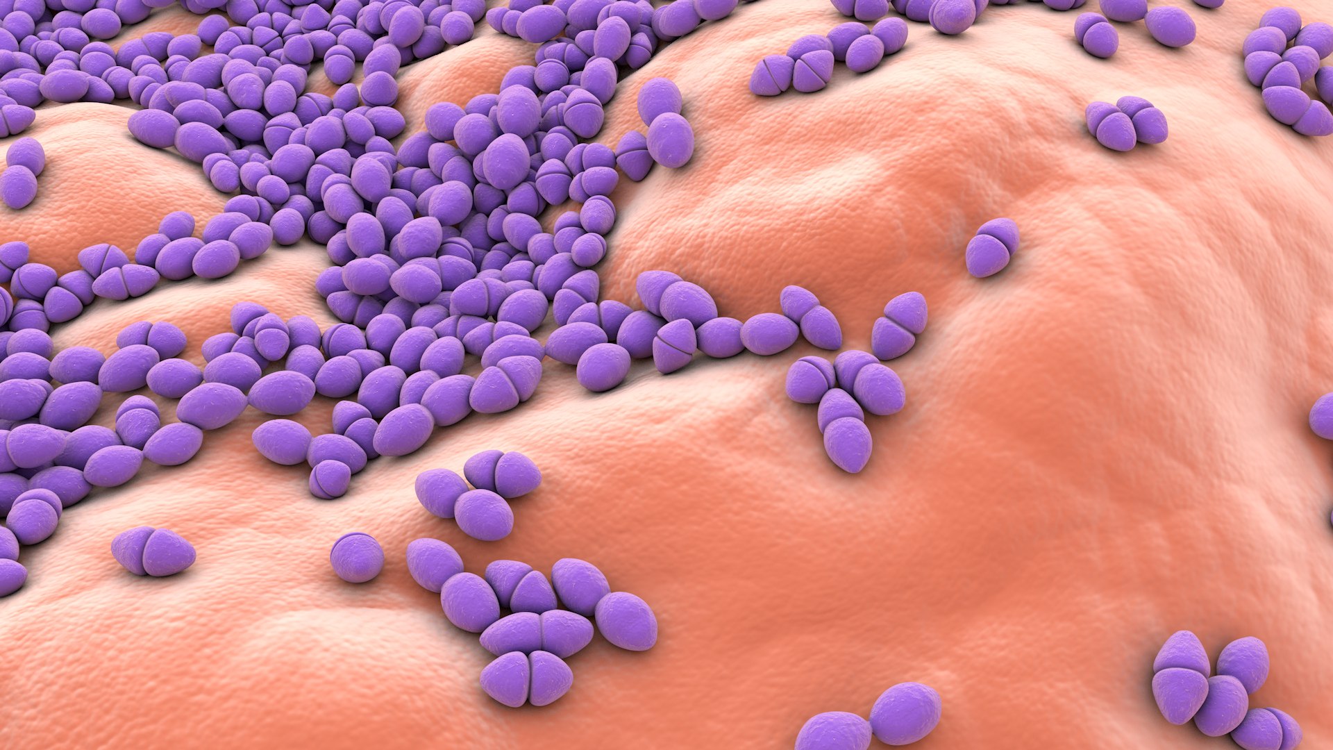 3D Enterococcus  or Streptococcus model https://p.turbosquid.com/ts-thumb/Nw/mRnSql/0O/enterococcus_0019/jpg/1714767564/1920x1080/fit_q87/4ce50e3d74e5f1babbec71b2ca3e3cb76de3f946/enterococcus_0019.jpg