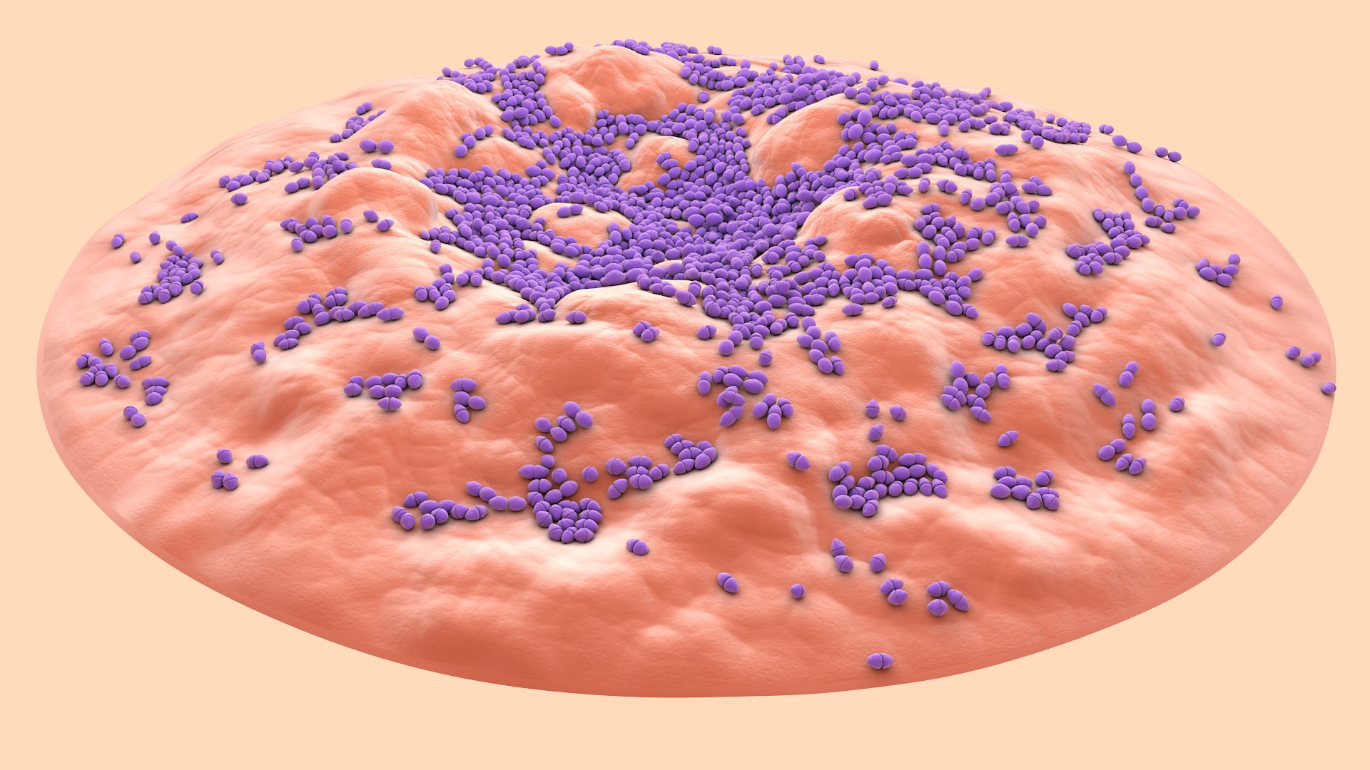 3D Enterococcus  or Streptococcus model https://p.turbosquid.com/ts-thumb/Nw/mRnSql/3K/enterococcus_0005/jpg/1714767554/1920x1080/fit_q87/a664238822ab63faf575d2d88bbf76c15cfb487e/enterococcus_0005.jpg