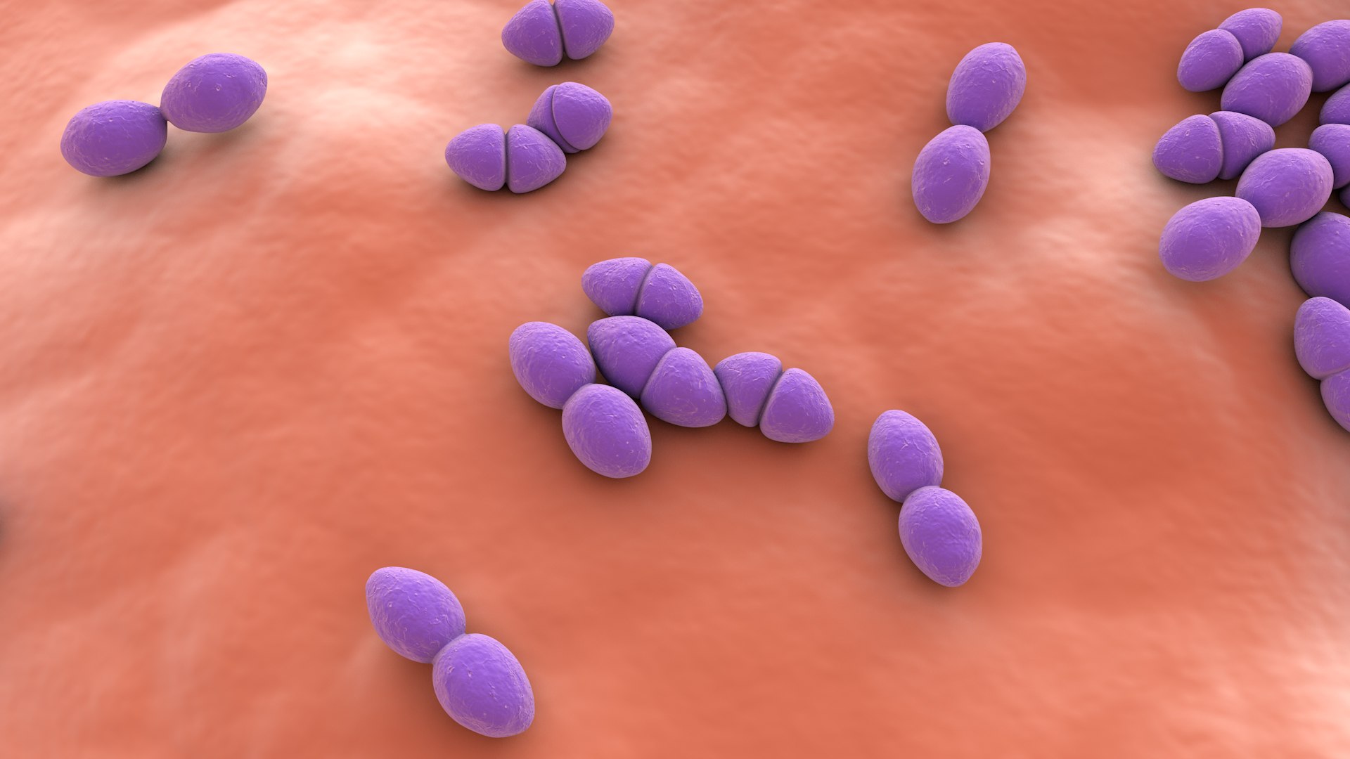 3D Enterococcus  or Streptococcus model https://p.turbosquid.com/ts-thumb/Nw/mRnSql/47/enterococcus_0032/jpg/1714767572/1920x1080/fit_q87/16bc746e8804d0f57f9bb386dab61d3a57faf7a2/enterococcus_0032.jpg