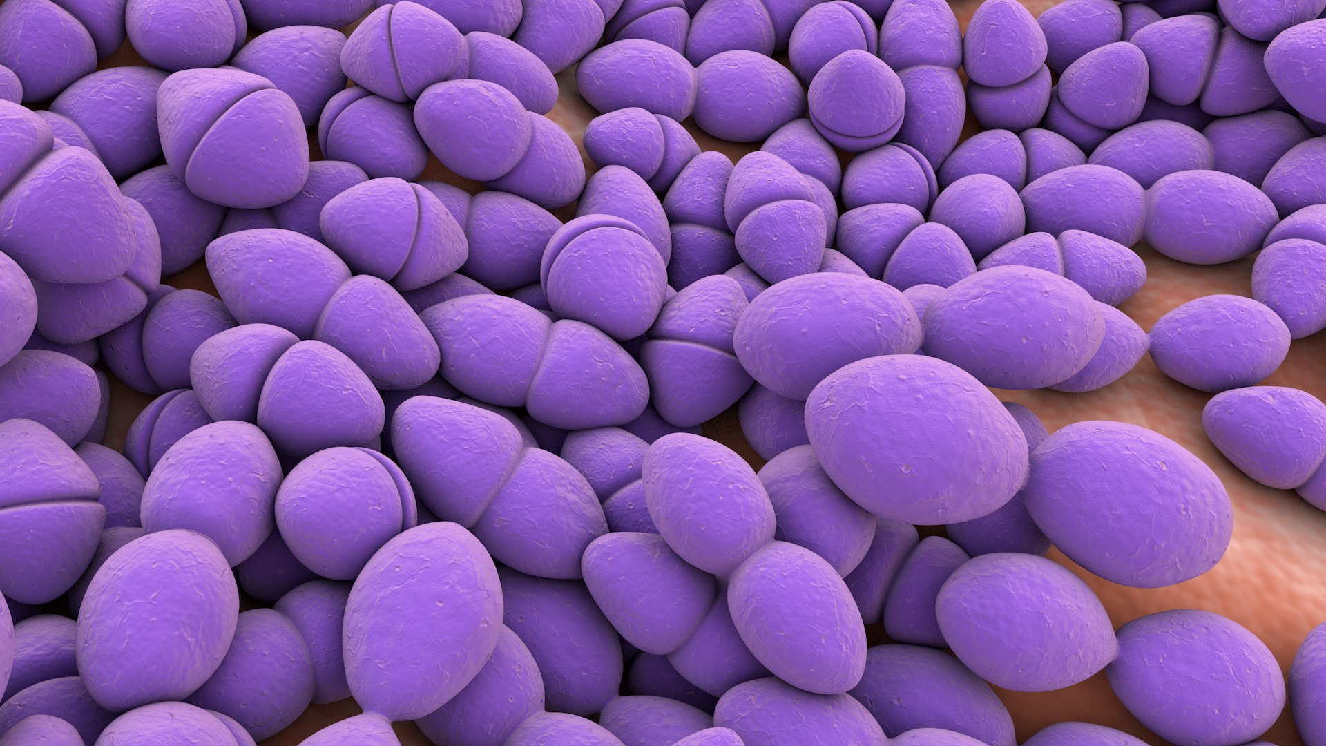 3D Enterococcus  or Streptococcus model https://p.turbosquid.com/ts-thumb/Nw/mRnSql/80/enterococcus_0034/jpg/1714767572/1920x1080/fit_q87/382100198d37e510f9304ee0b2ceea55cbecb2d0/enterococcus_0034.jpg