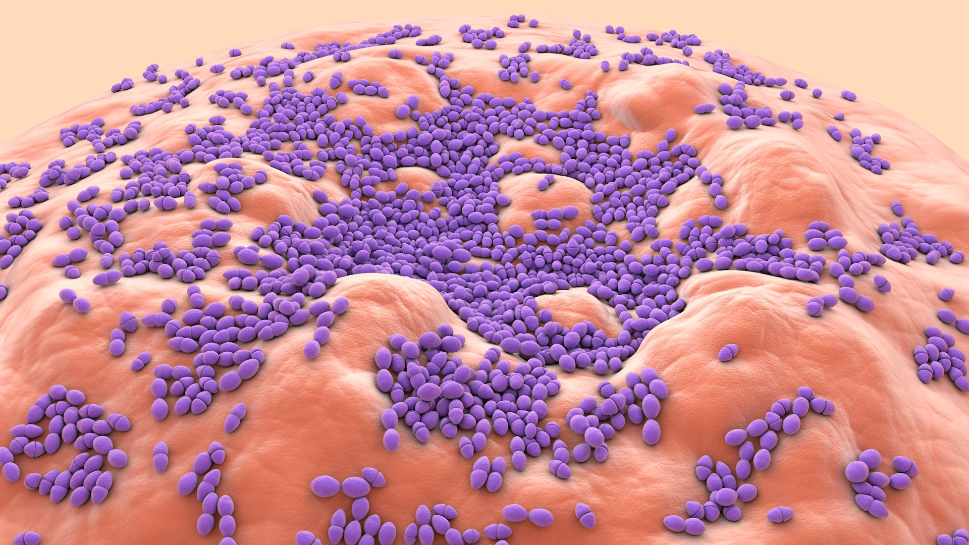 3D Enterococcus  or Streptococcus model https://p.turbosquid.com/ts-thumb/Nw/mRnSql/83/enterococcus_0007/jpg/1714767556/1920x1080/fit_q87/7493b954fab0867565d9c2918ae86b2558c78ba5/enterococcus_0007.jpg