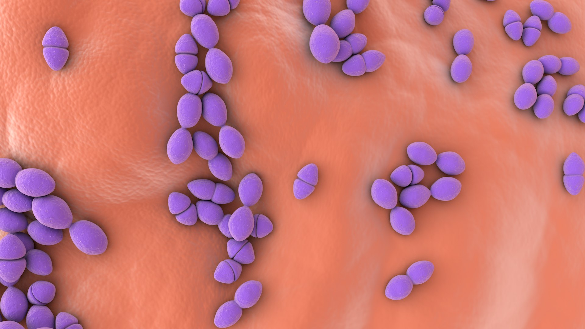 3D Enterococcus  or Streptococcus model https://p.turbosquid.com/ts-thumb/Nw/mRnSql/8X/enterococcus_0027/jpg/1714767568/1920x1080/fit_q87/c6267e8ef2ed94e7dcdb16419aacdbf3eec85e8c/enterococcus_0027.jpg