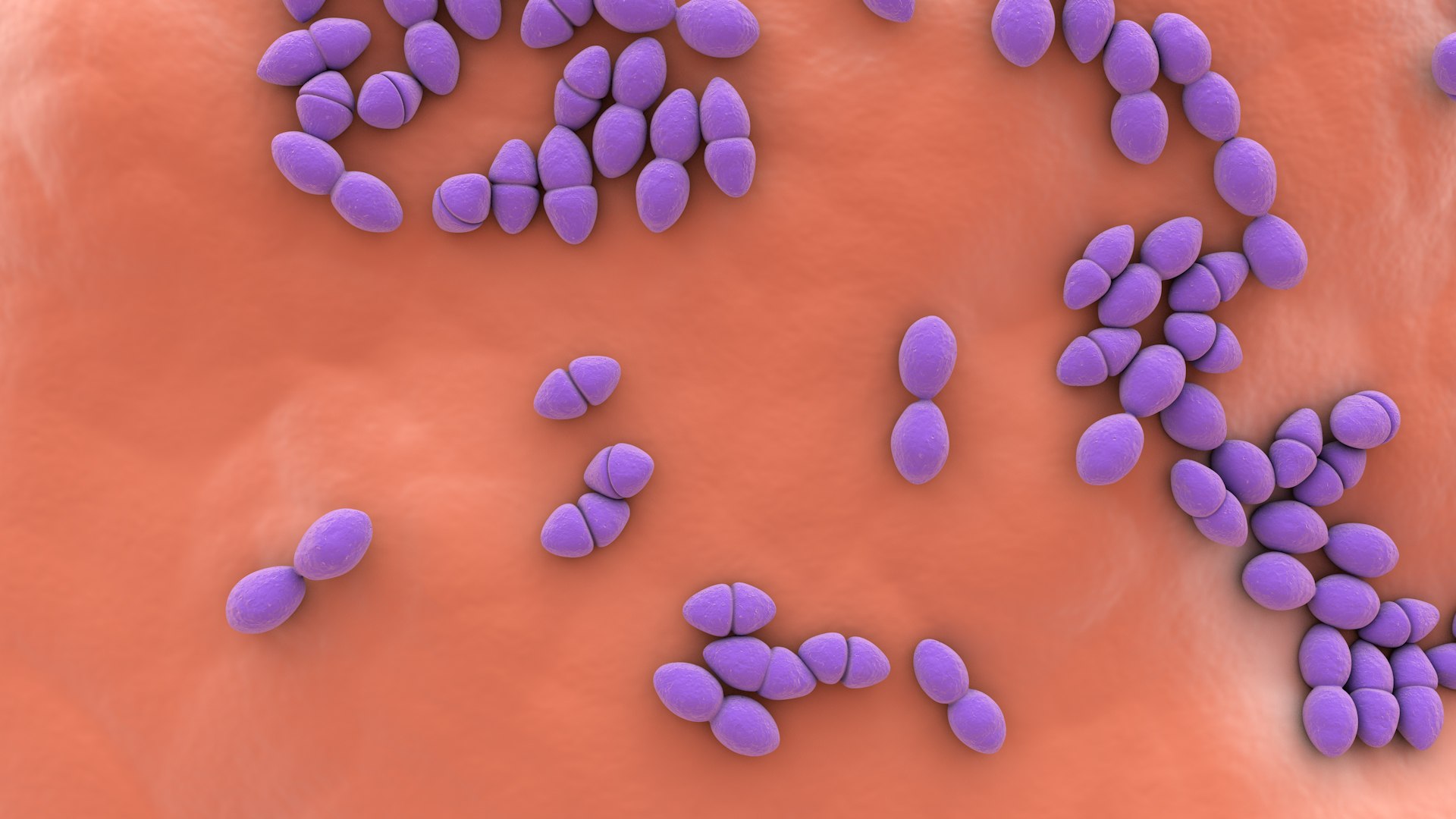 3D Enterococcus  or Streptococcus model https://p.turbosquid.com/ts-thumb/Nw/mRnSql/Bf/enterococcus_0031/jpg/1714767571/1920x1080/fit_q87/f78fae0a66d8e6565d8c71472e1051c7cb587363/enterococcus_0031.jpg